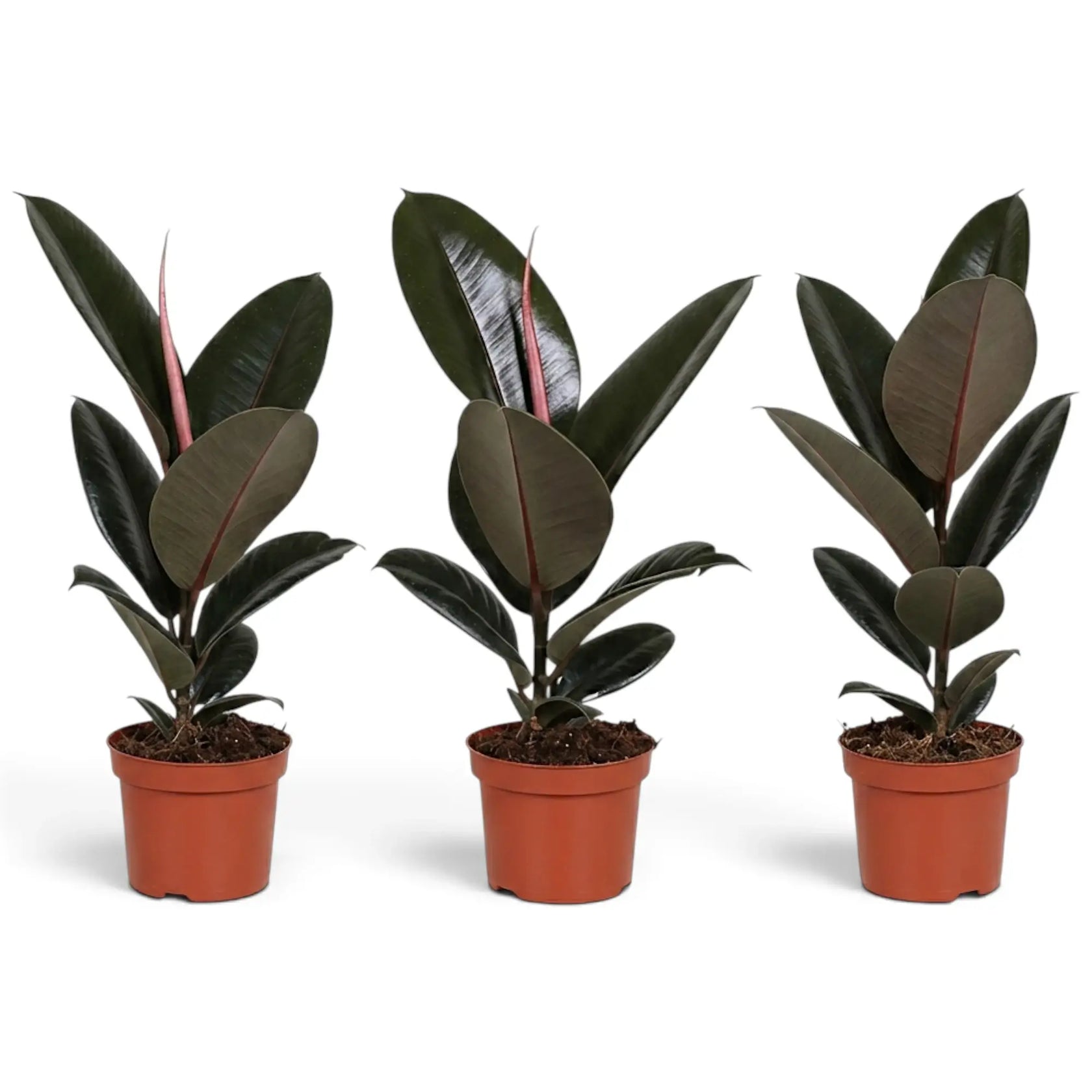 Drei mittelgroße Ficus elastica ‘Abidjan’ mit natürlichen Unterschieden in der Blattgröße