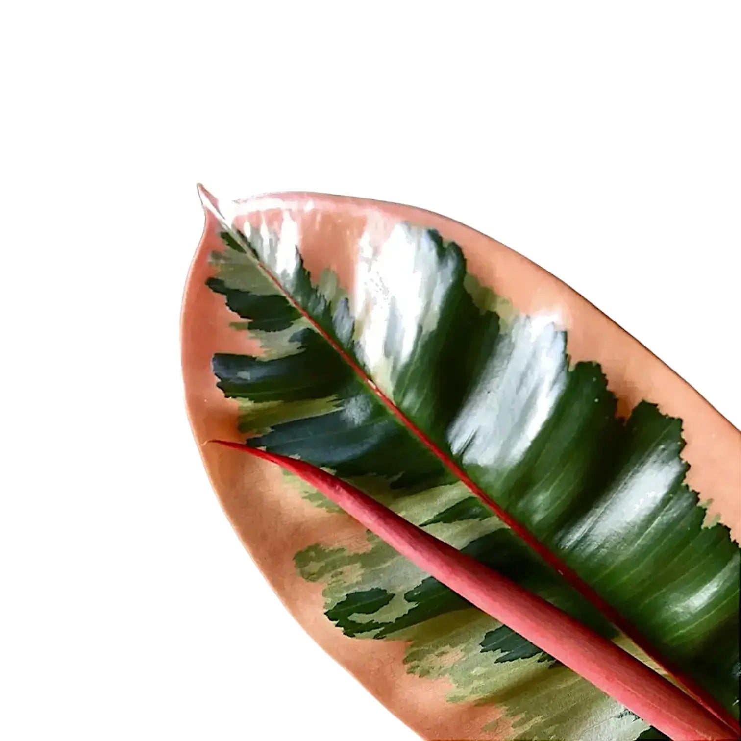 Ficus elastica ‘Belize’ aka ‘Red Ruby’ – Blattdetail vor weißem Hintergrund..