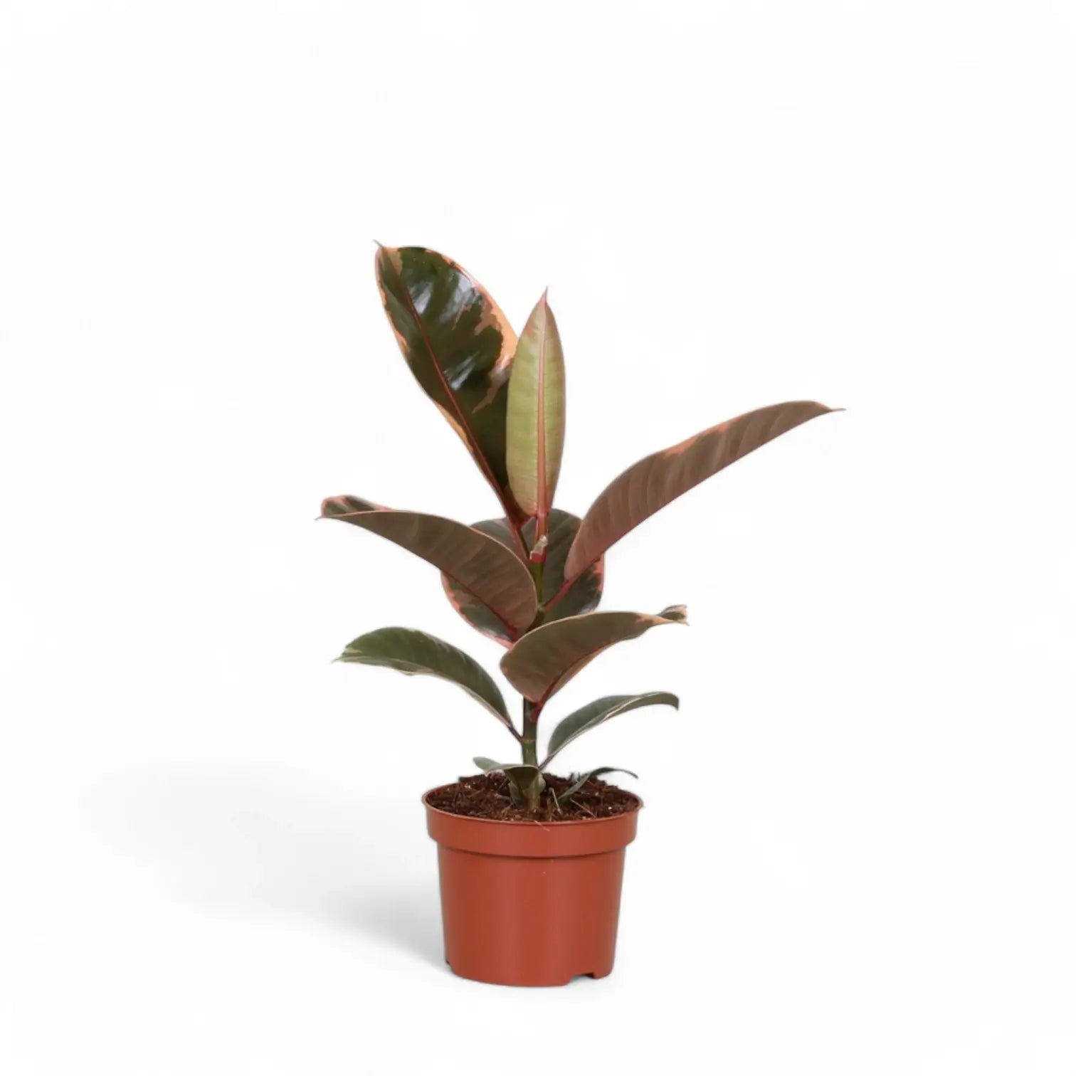 Ficus elastica ‘Belize’ aka ‘Red Ruby’ potted plant in nursery pot on white background.