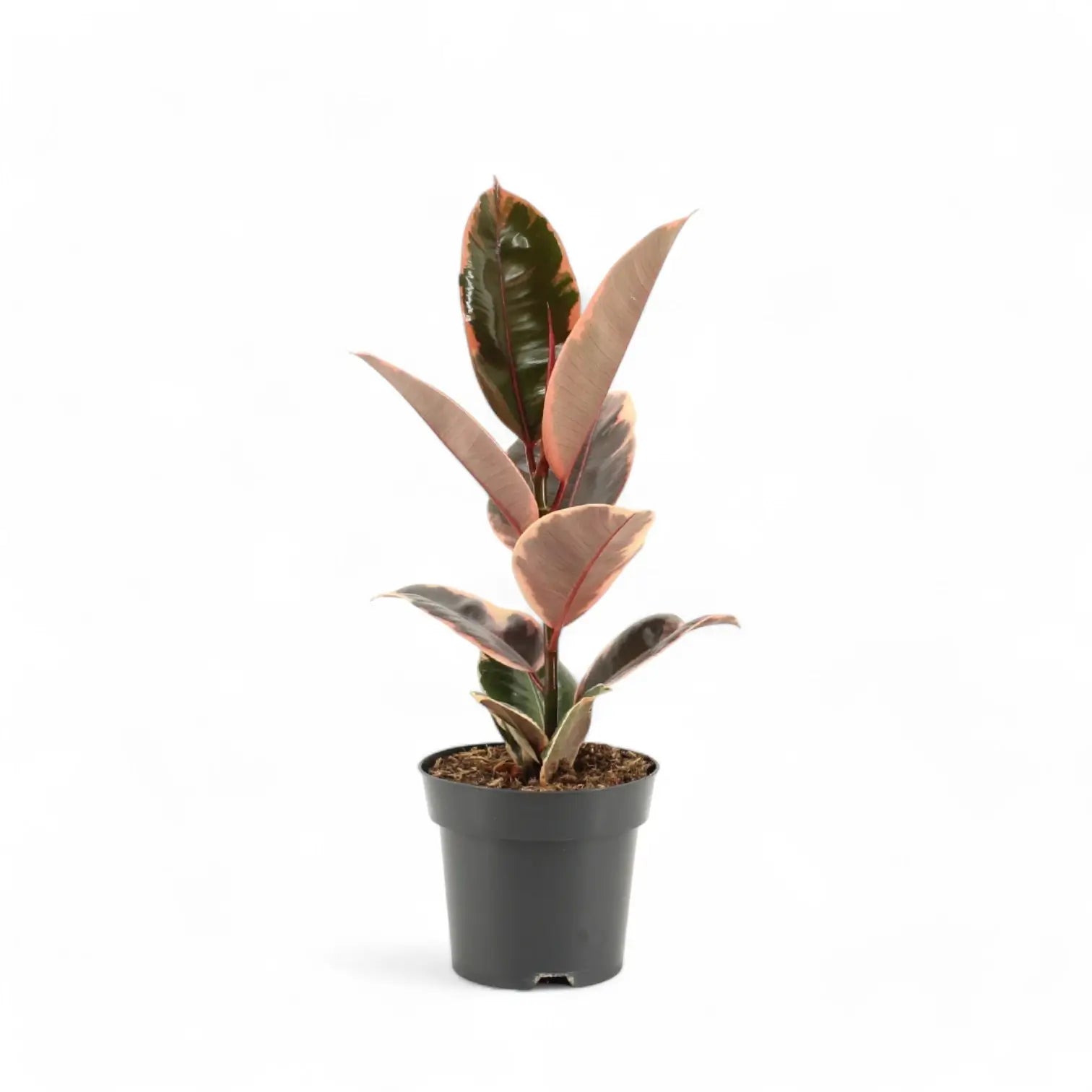 Ficus elastica ‘Belize’ aka ‘Red Ruby’ potted plant in nursery pot on white background.