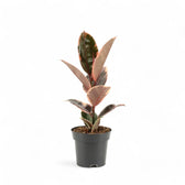 Ficus elastica ‘Belize’ (auch bekannt als ‘Red Ruby’) – Topfpflanze im Kulturtopf vor weißem Hintergrund, Produktfoto 3.