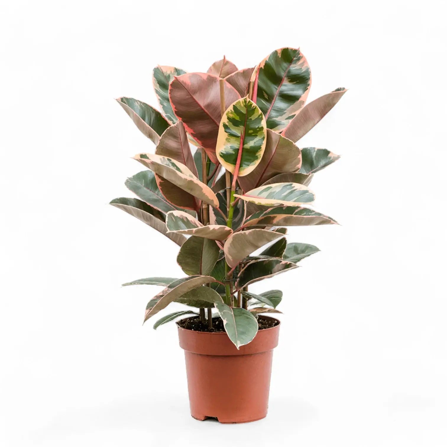 Ficus elastica ‘Belize’ (auch bekannt als ‘Red Ruby’) – Topfpflanze im Kulturtopf vor weißem Hintergrund, Produktfoto 5.
