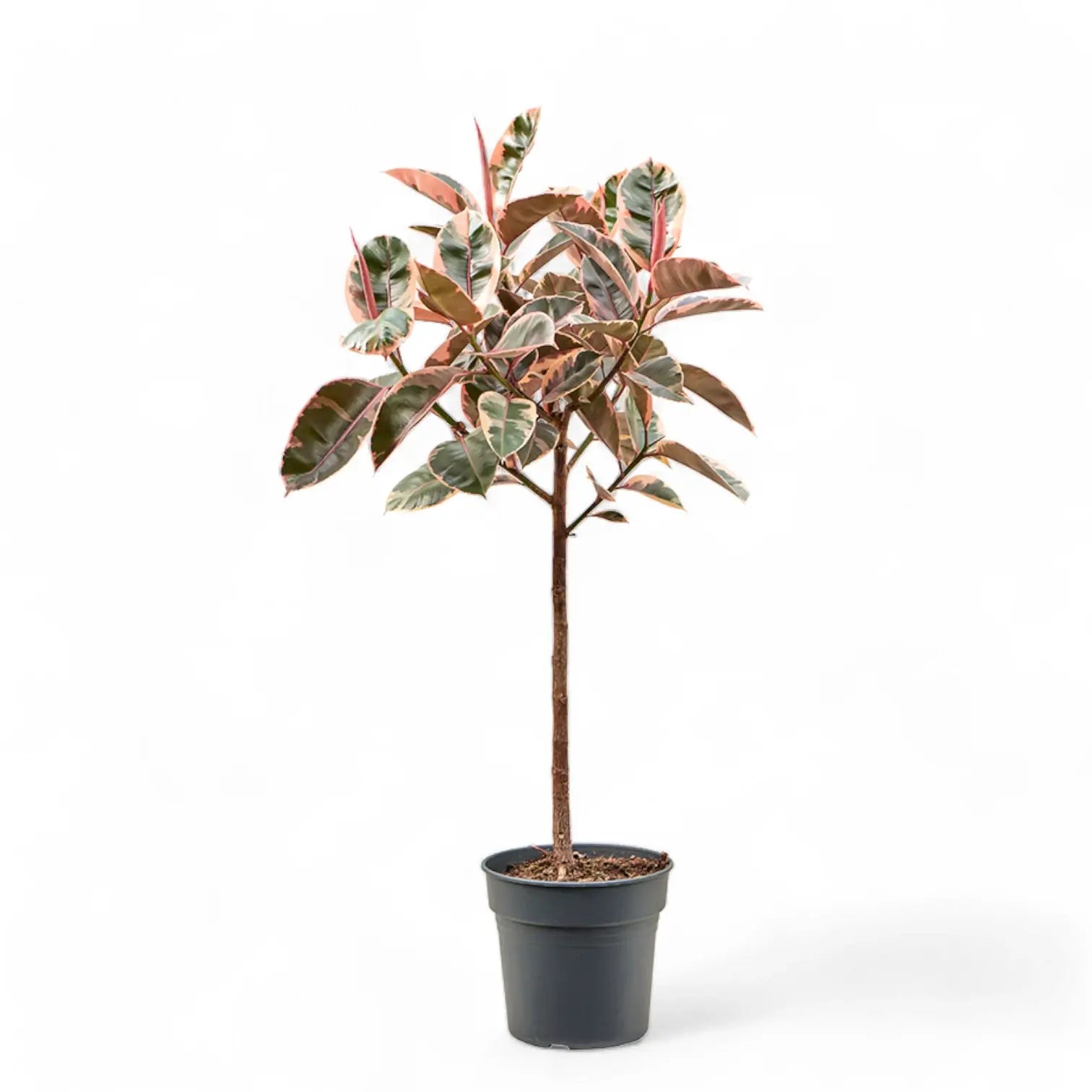 Ficus elastica ‘Belize’ (auch bekannt als ‘Red Ruby’) – Topfpflanze im Kulturtopf vor weißem Hintergrund, Produktfoto 6.