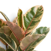 Cremefarben, grün und rotviolett gezeichnetes Blatt von Ficus elastica ‘Belize’