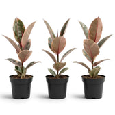 Ficus elastica ‘Belize’ im Kulturtopf mit cremefarben, grün und rotviolett gezeichneten Blättern