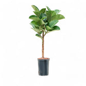 Ficus elastica ‘Cloe’ potted plant in nursery pot on white background.