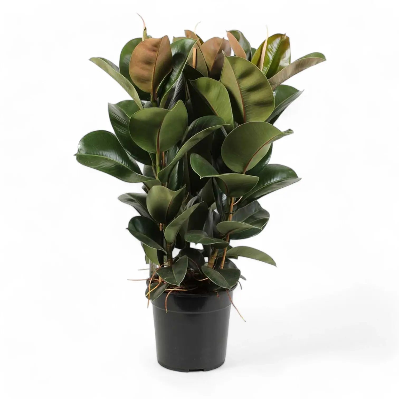 Ficus elastica ‘Cloe’ potted plant in nursery pot on white background.