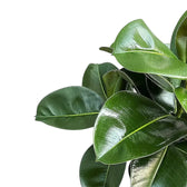 Ficus elastica 'Makana' close-up of leaf on white background.