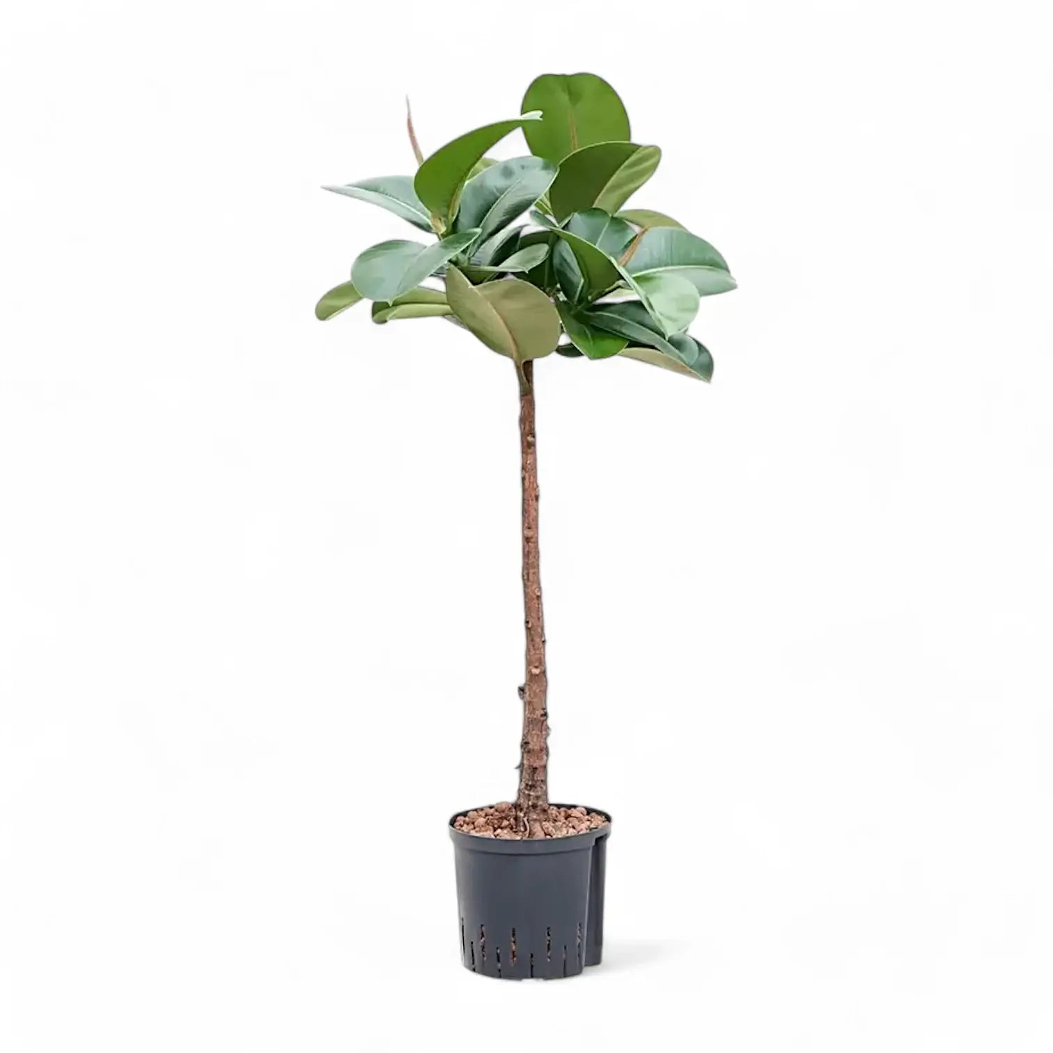 Ficus elastica 'Makana' potted plant in nursery pot on white background.