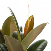 Ficus elastica 'Melany' close-up of leaf on white background.