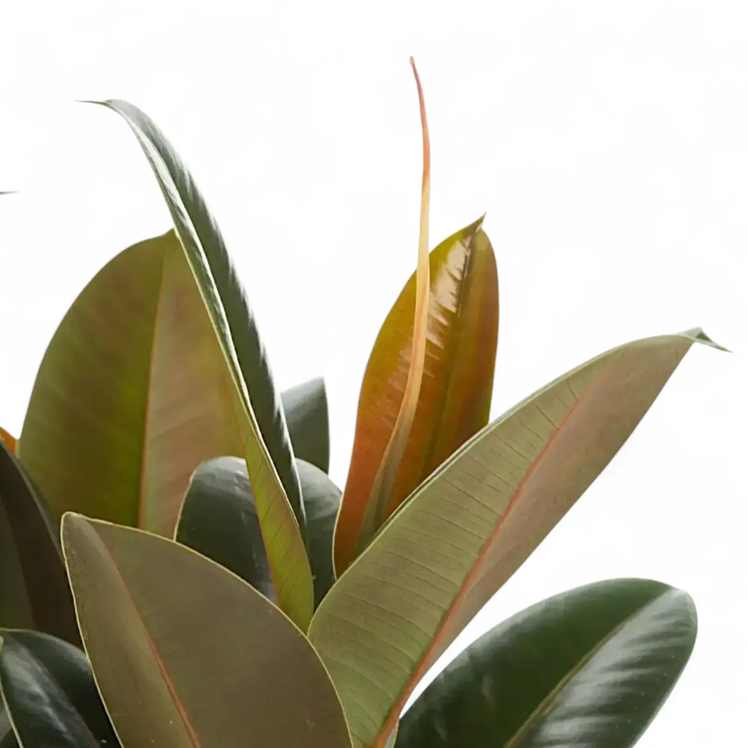 Ficus elastica 'Melany' close-up of leaf on white background.