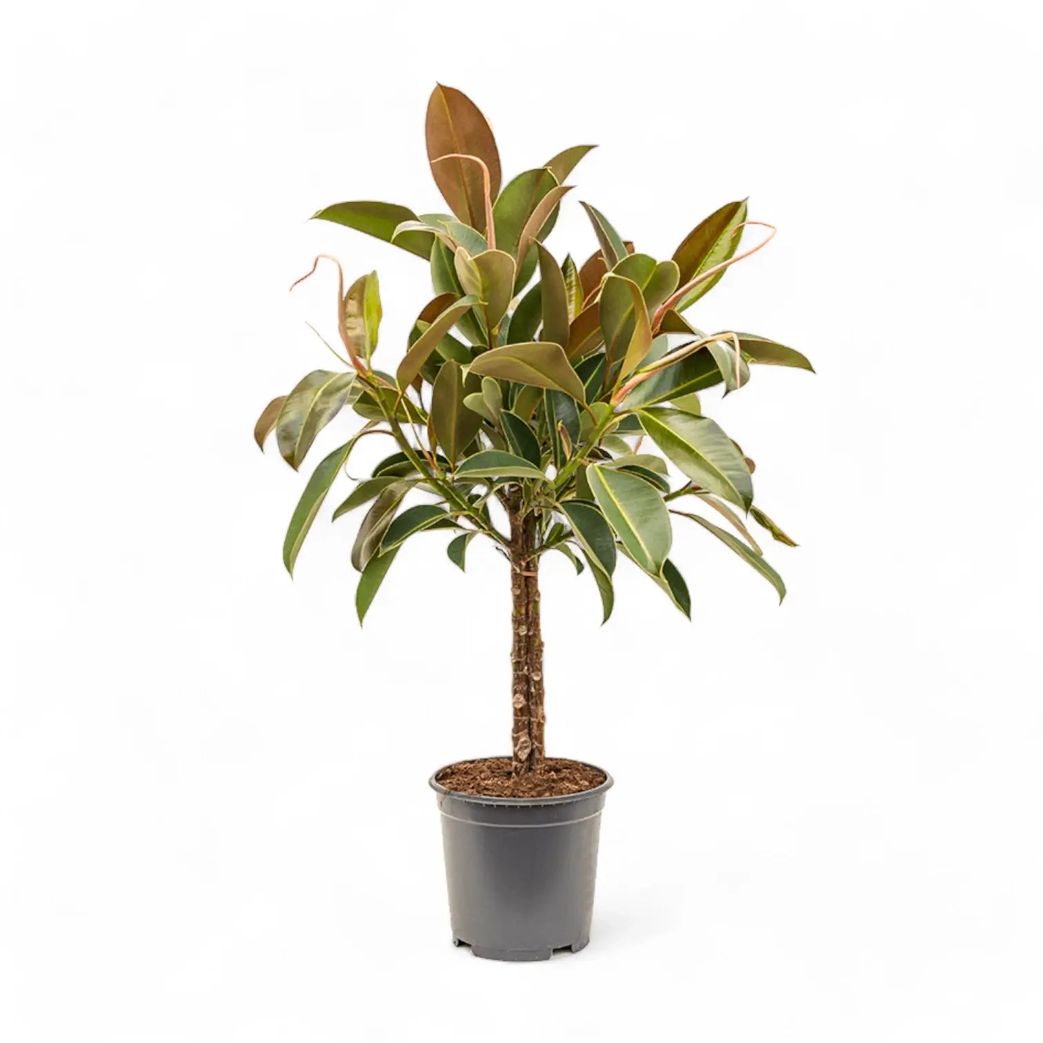 Ficus elastica 'Melany' – Topfpflanze im Kulturtopf vor weißem Hintergrund, Produktfoto 2.