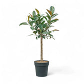 Ficus elastica 'Melany' potted plant in nursery pot on white background.
