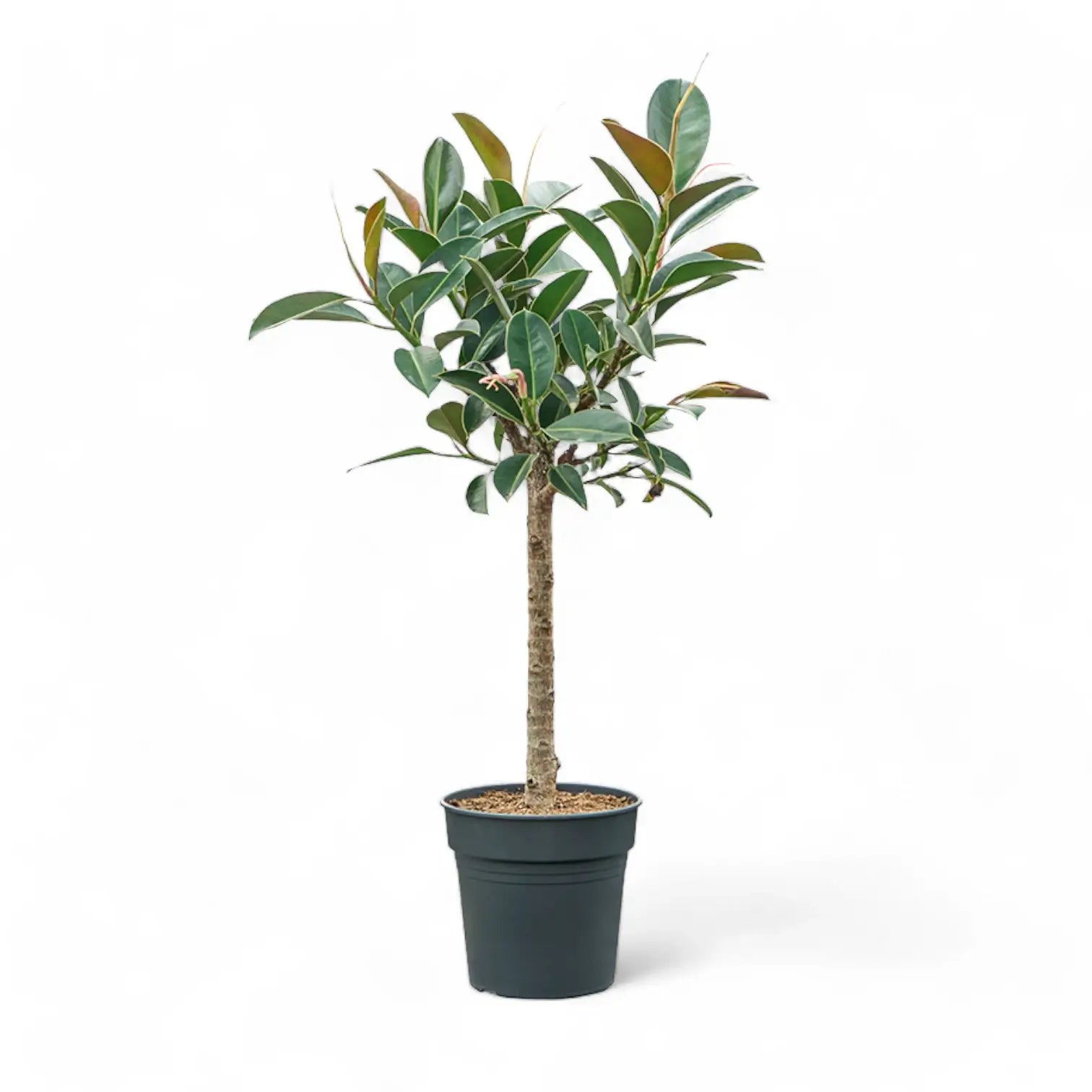 Ficus elastica 'Melany' potted plant in nursery pot on white background.