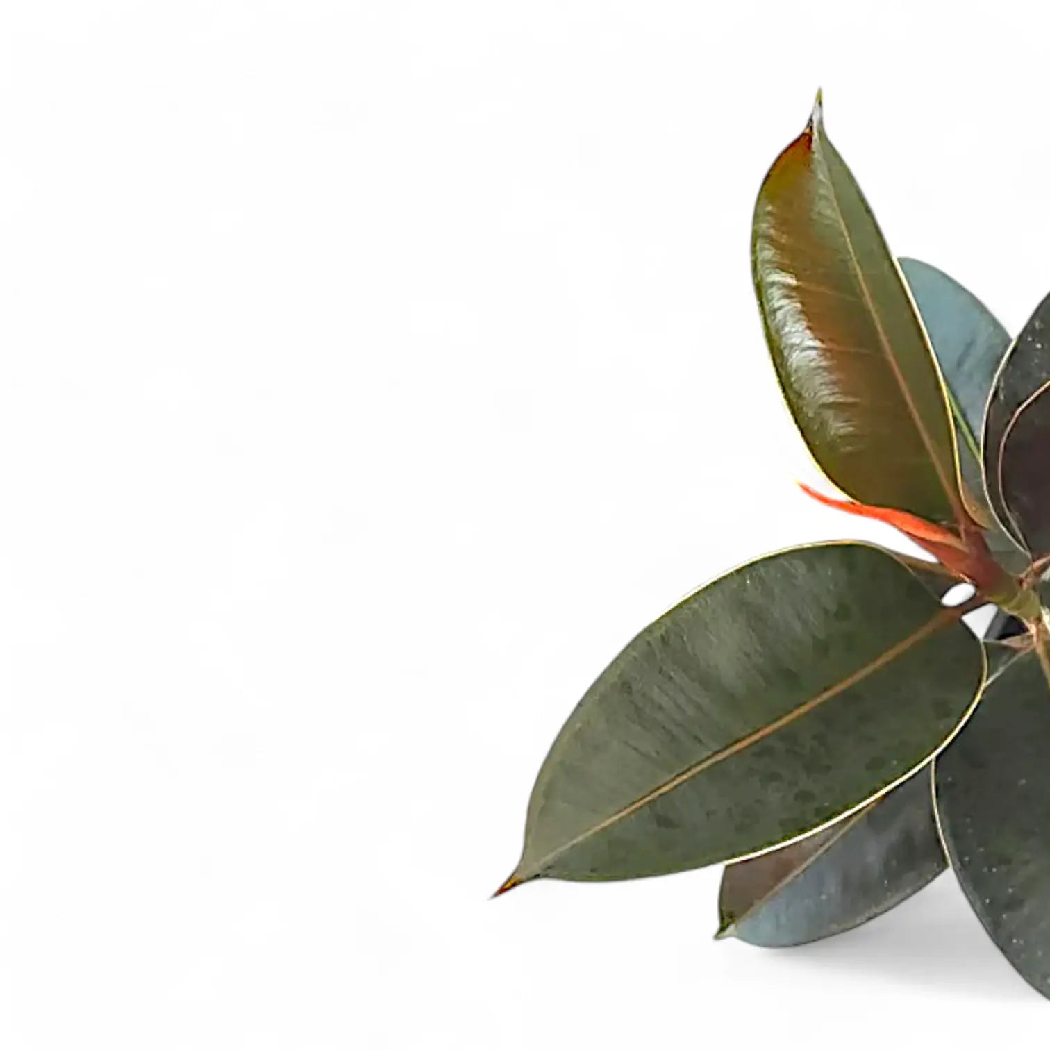 Ficus elastica 'Melany' potted plant in nursery pot on white background.