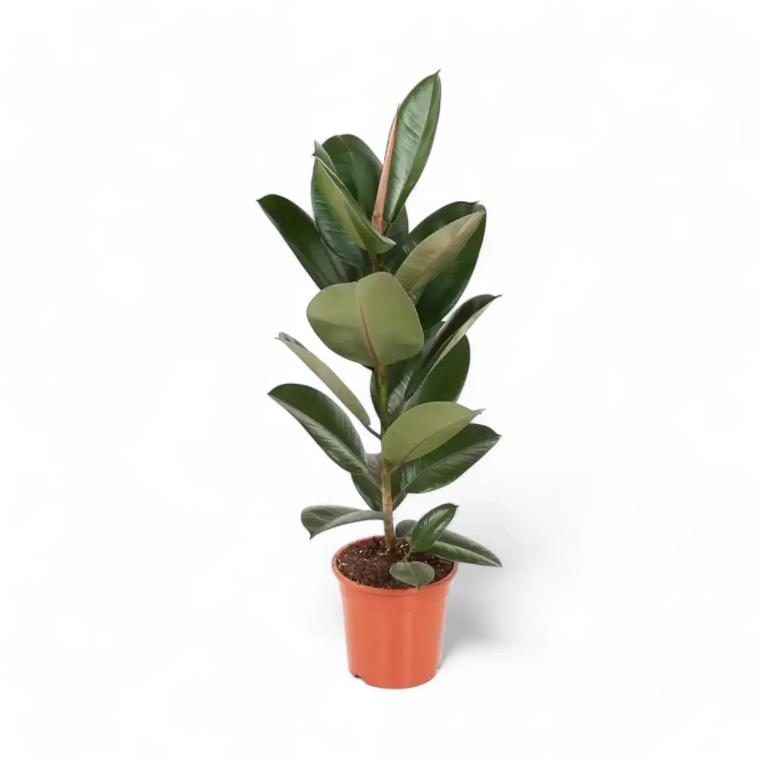Ficus elastica 'Robusta' potted plant in nursery pot on white background.