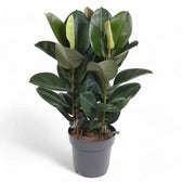 Ficus elastica 'Robusta' potted plant in nursery pot on white background.