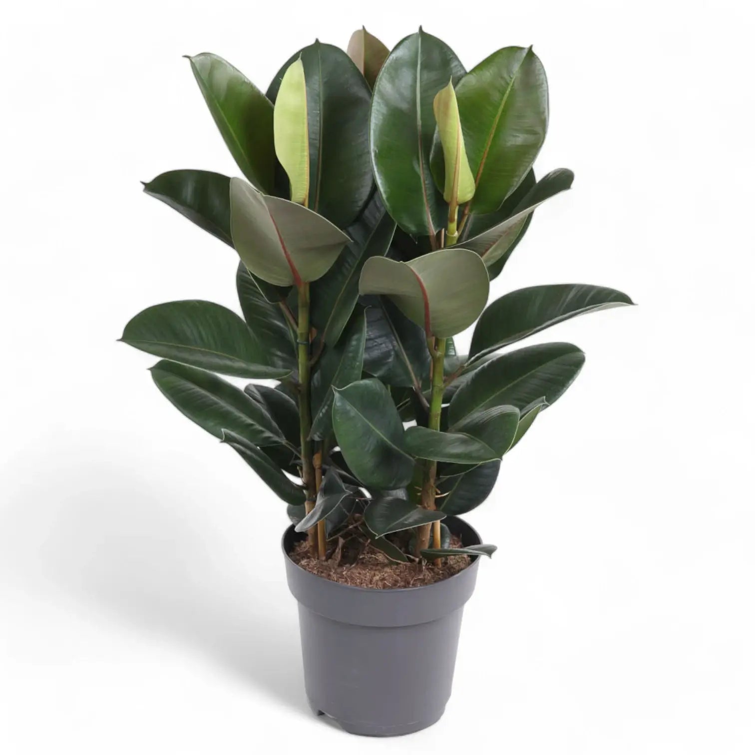 Ficus elastica 'Robusta' potted plant in nursery pot on white background.