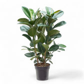 Ficus elastica 'Robusta' potted plant in nursery pot on white background.