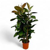 Ficus elastica 'Robusta' potted plant in nursery pot on white background.