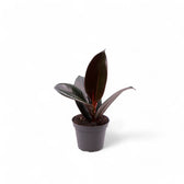 Ficus elastica 'Robusta' potted plant in nursery pot on white background.