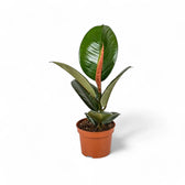 Ficus elastica 'Robusta' potted plant in nursery pot on white background.