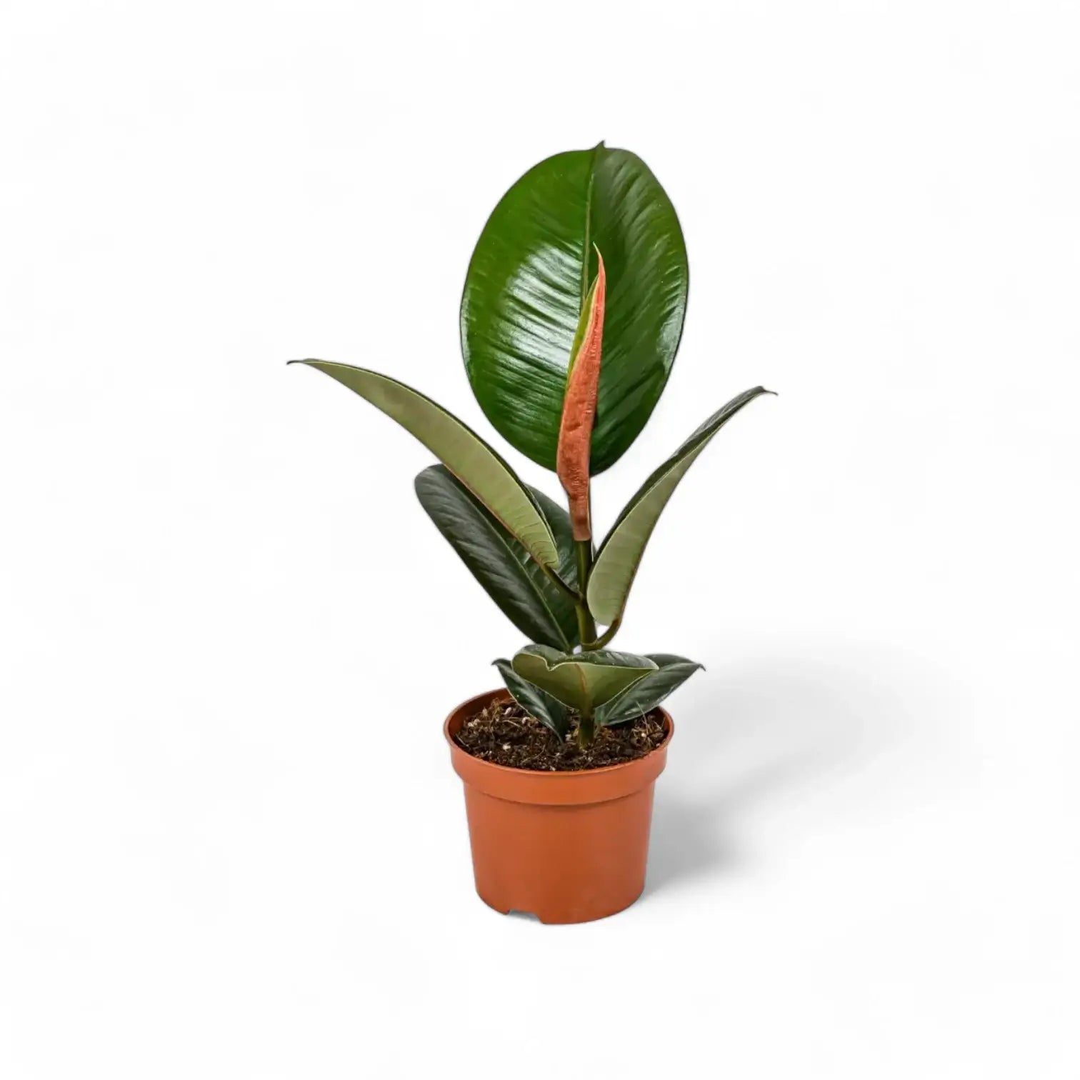 Ficus elastica 'Robusta' potted plant in nursery pot on white background.