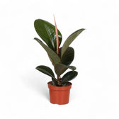 Ficus elastica 'Robusta' potted plant in nursery pot on white background.