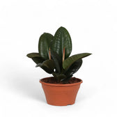 Ficus elastica 'Robusta' potted plant in nursery pot on white background.