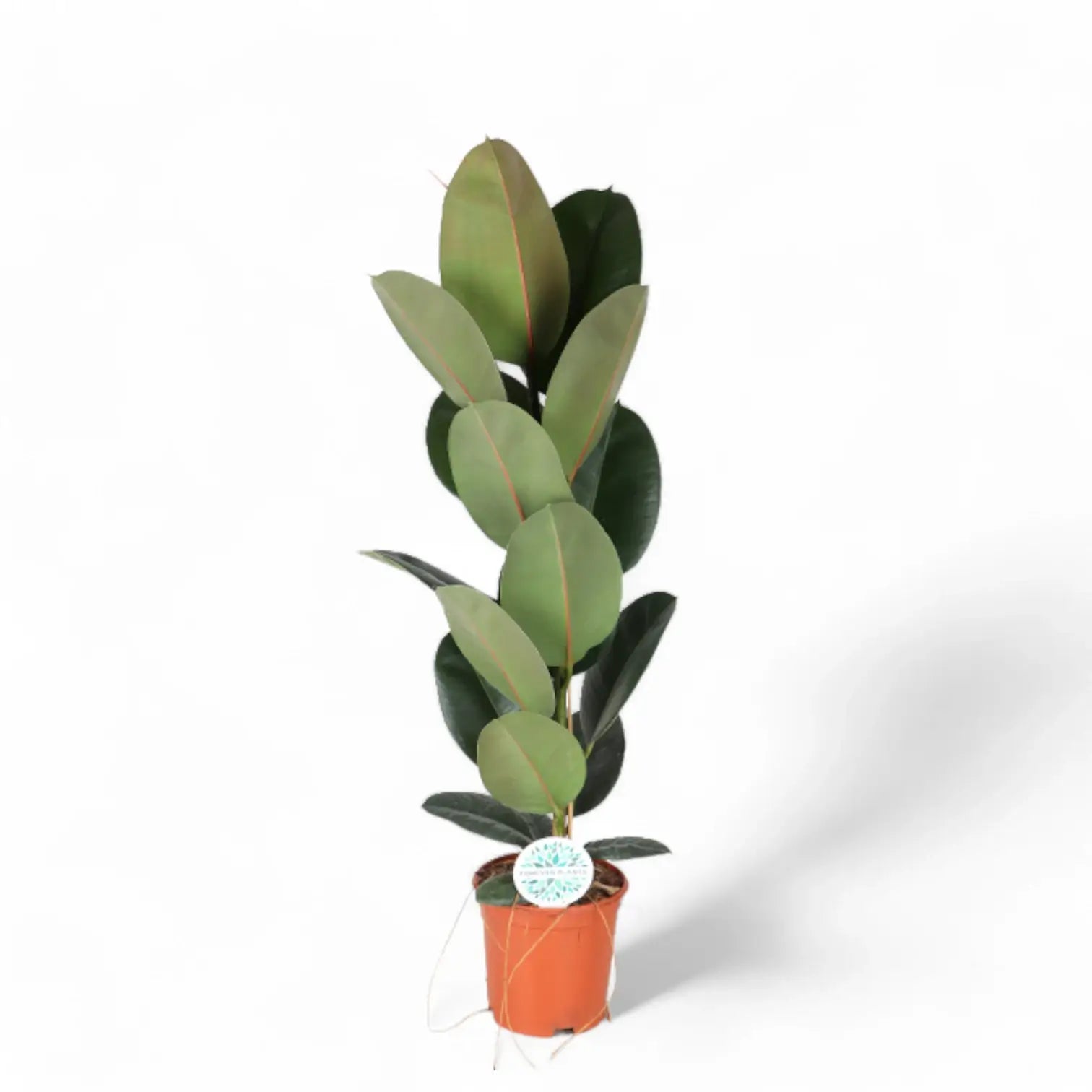 Ficus elastica 'Robusta' potted plant in nursery pot on white background.