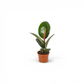 Ficus elastica Robusta baby plant in a nursery pot.