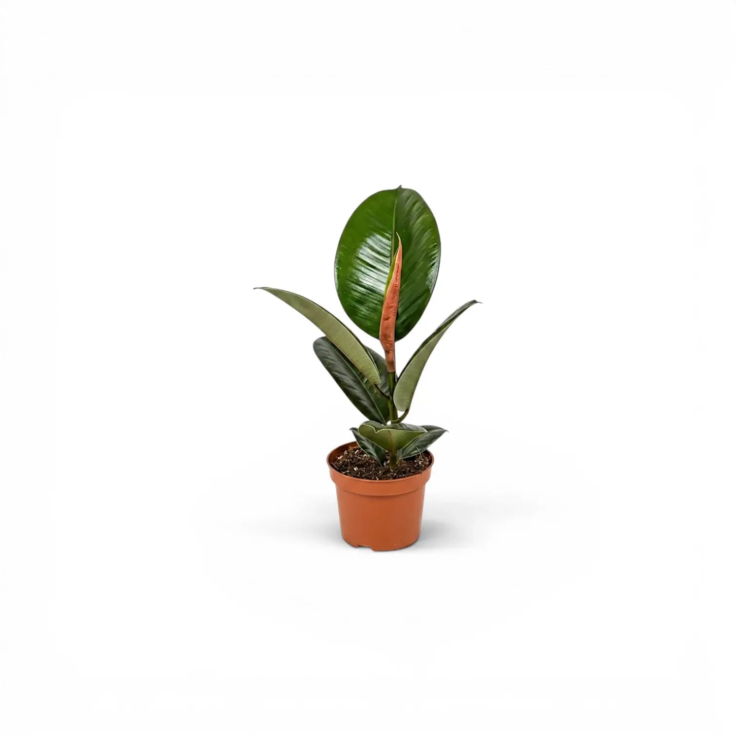 Ficus elastica Robusta baby plant in a nursery pot.