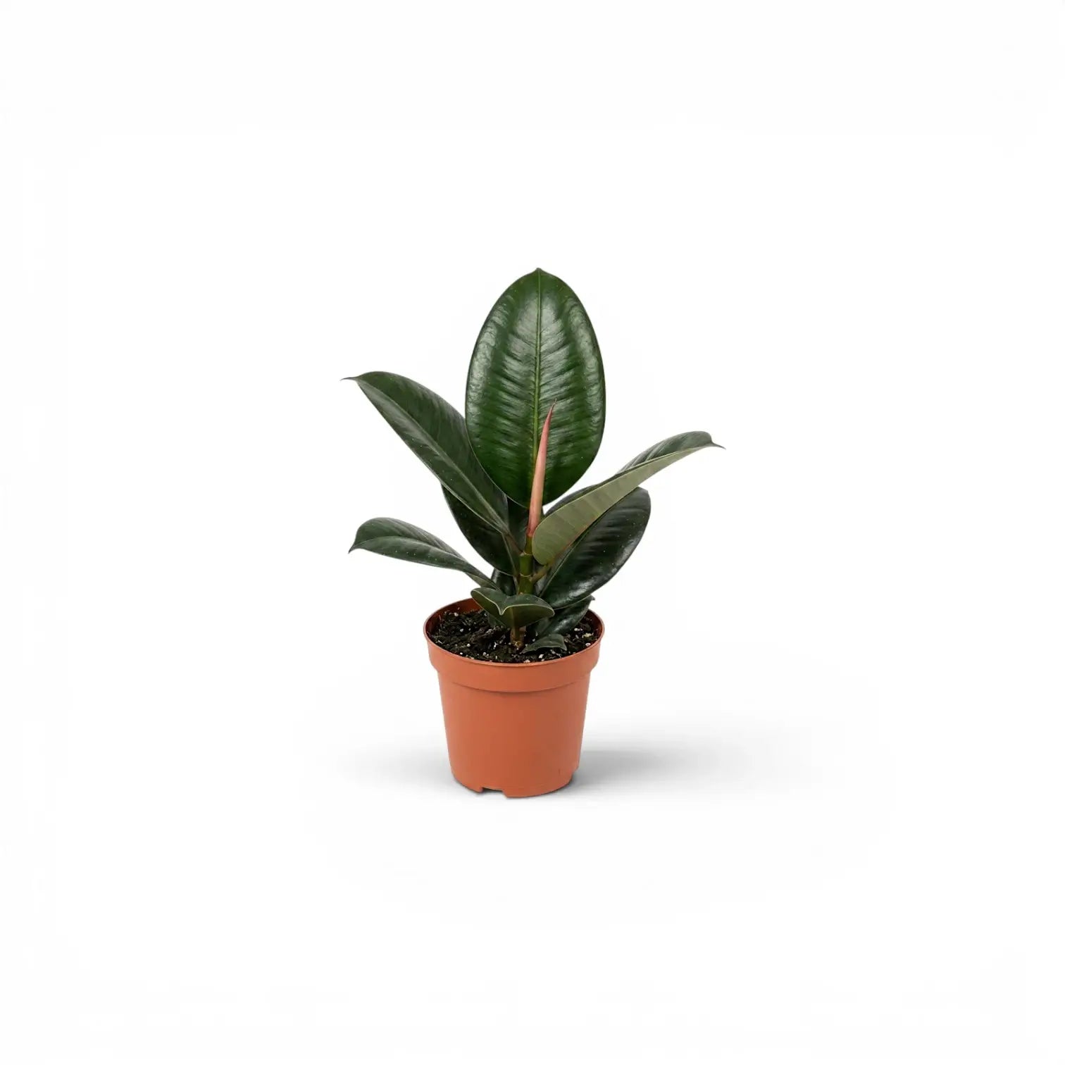 Ficus elastica Robusta baby plant in a nursery pot.