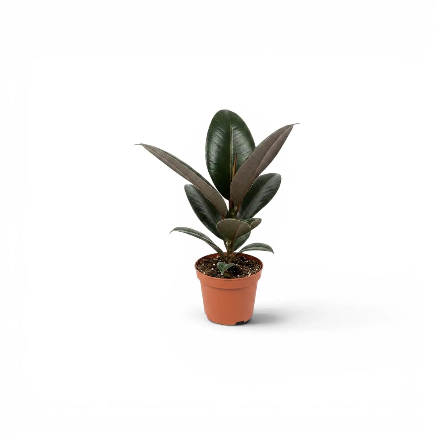 Ficus elastica Robusta baby plant in a nursery pot.