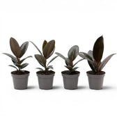 Ficus elastica Robusta baby plant in a nursery pot.