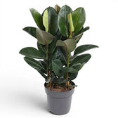 Ficus elastica Robusta extra large plant in a nursery pot.