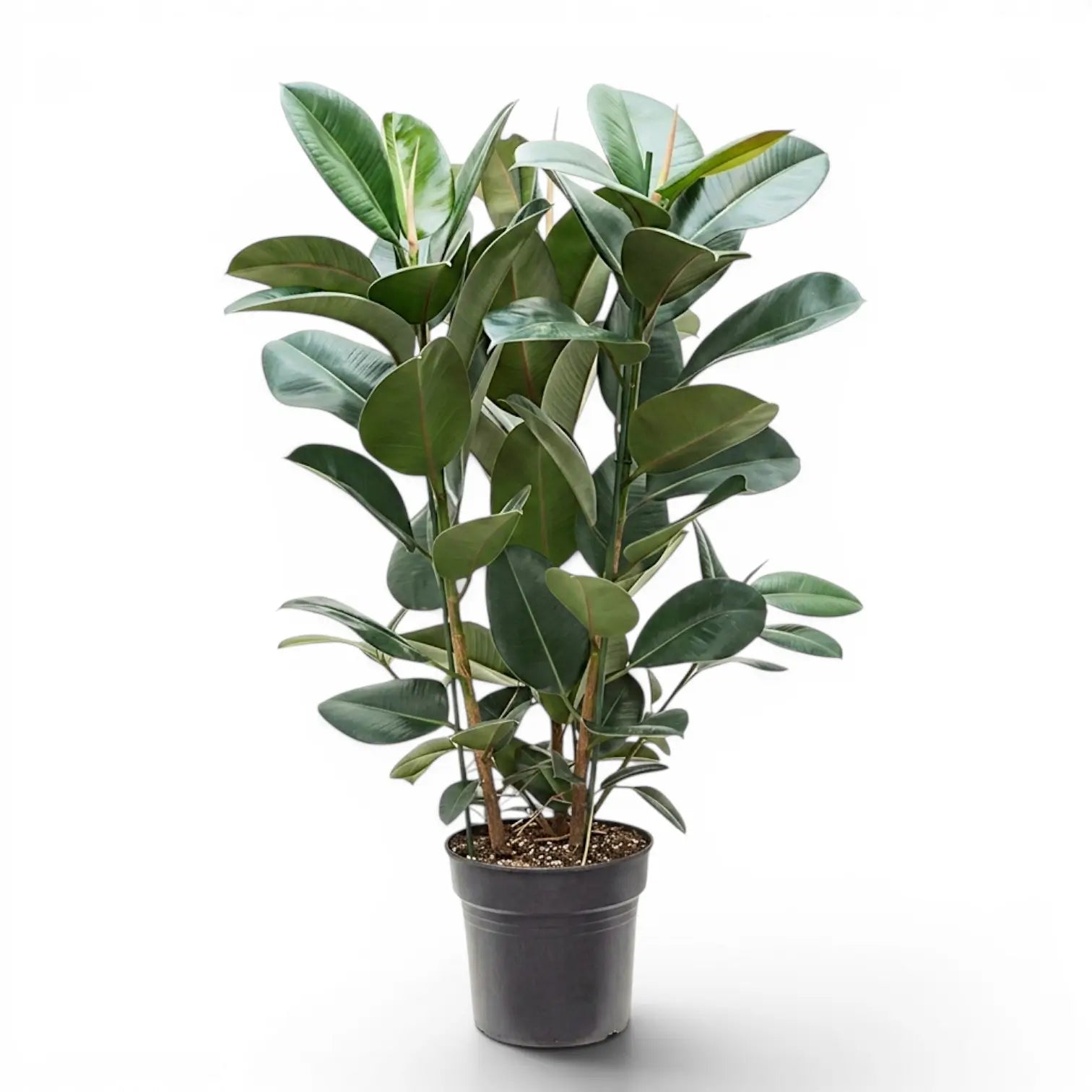 Ficus elastica Robusta extra large plant in a nursery pot.