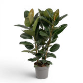 Ficus elastica Robusta extra large plant in a nursery pot.
