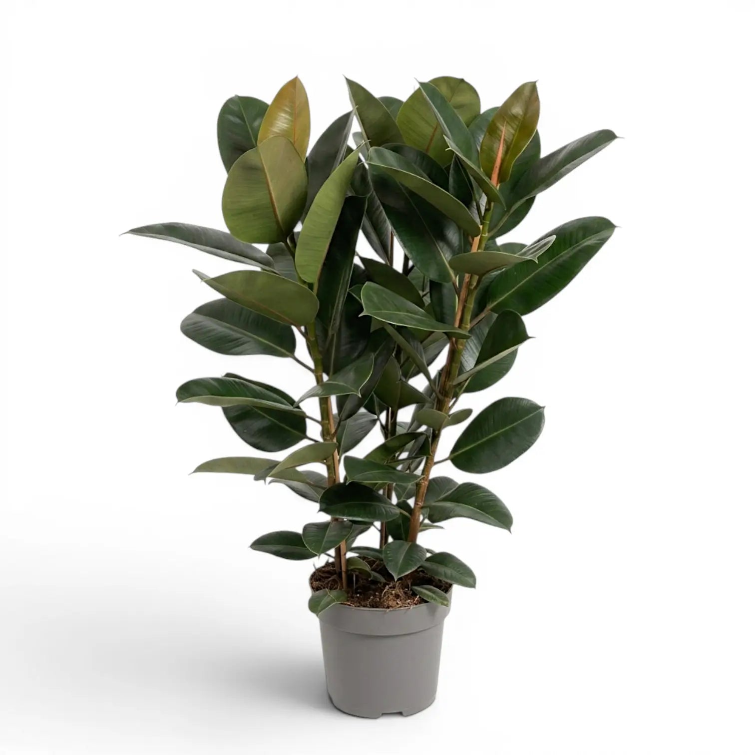 Ficus elastica Robusta extra large plant in a nursery pot.
