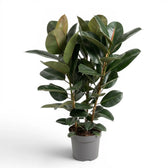 Ficus elastica Robusta extra large plant in a nursery pot.