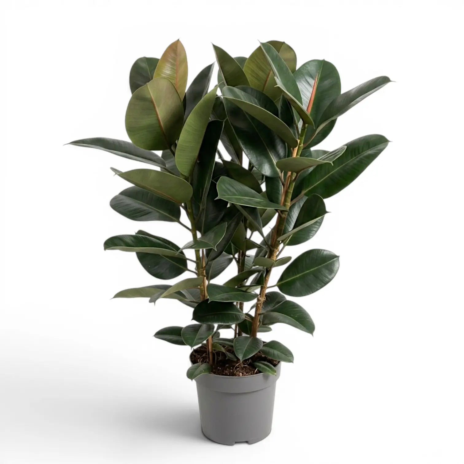 Ficus elastica Robusta extra large plant in a nursery pot.