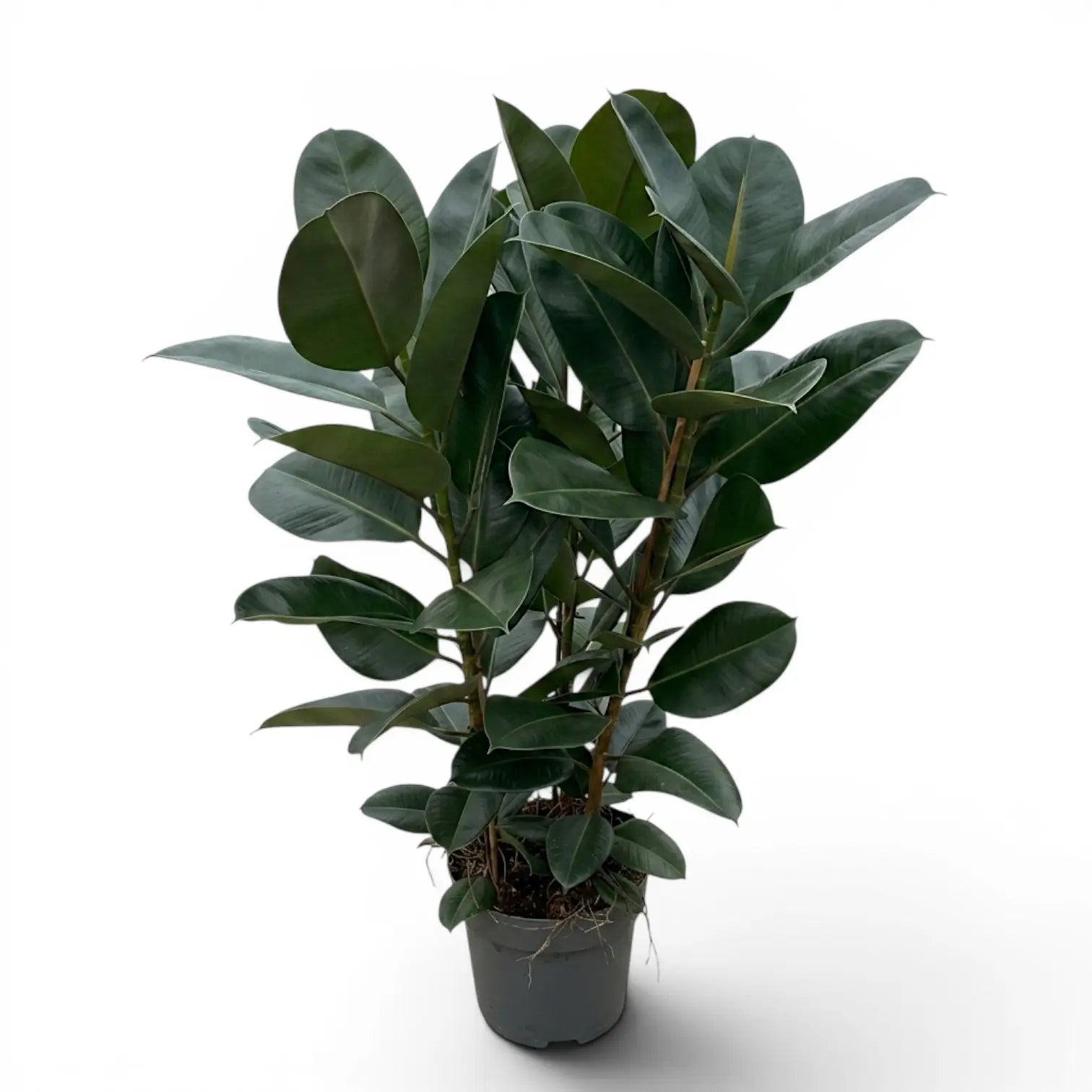 Ficus elastica Robusta extra large plant in a nursery pot.