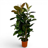 Ficus elastica Robusta extra large plant in a nursery pot.