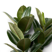 Ficus elastica Robusta foliage close-up with glossy green leaves.