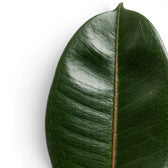 Ficus elastica Robusta foliage close-up with glossy green leaves.
