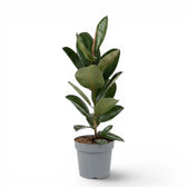 Ficus elastica Robusta large plant in a nursery pot.