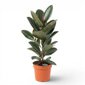 Ficus elastica Robusta large plant in a nursery pot.