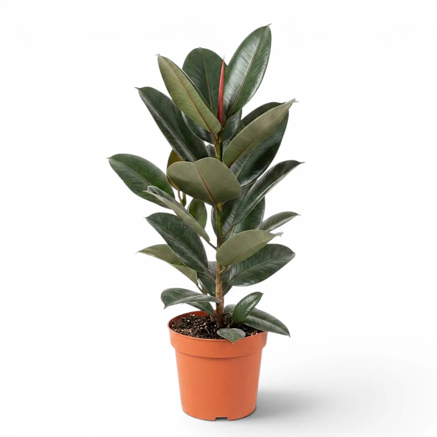 Ficus elastica Robusta large plant in a nursery pot.