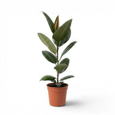 Ficus elastica Robusta large plant in a nursery pot.