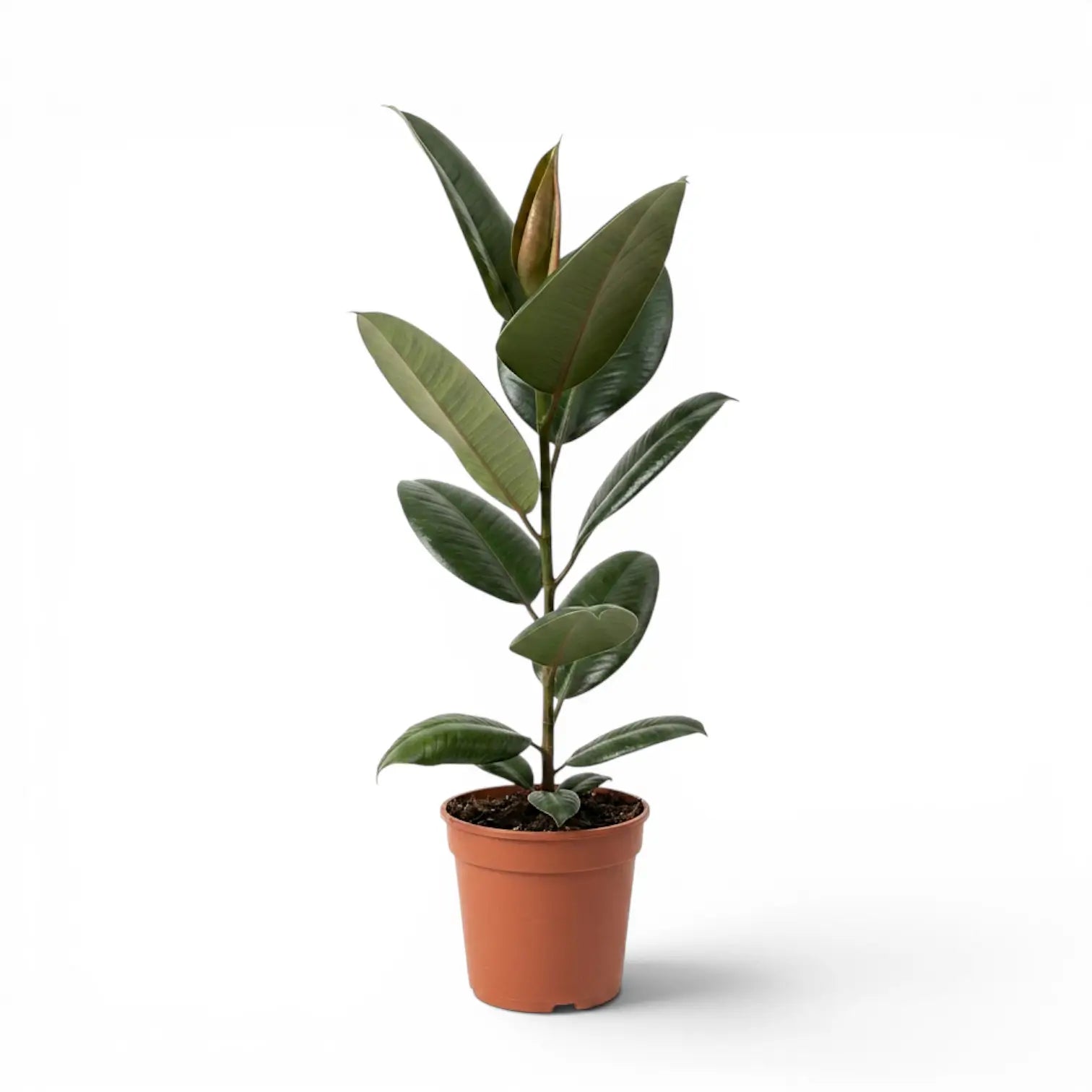 Ficus elastica Robusta large plant in a nursery pot.